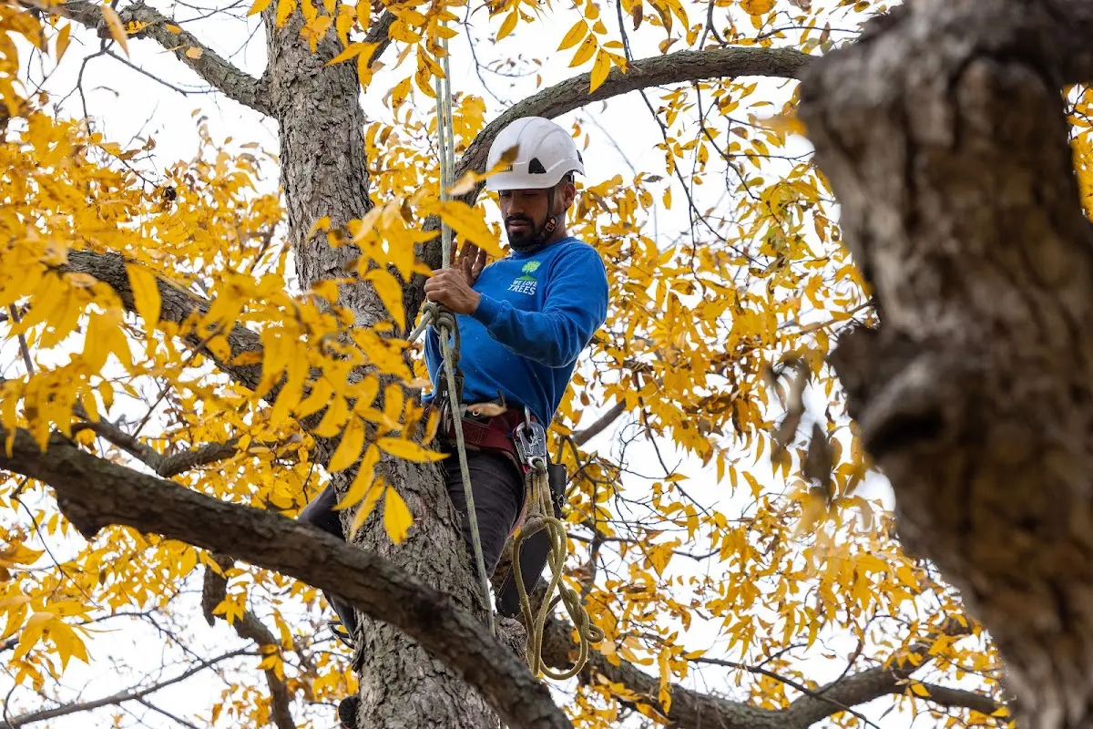 Skilled Tree Pruning crew working in Millville